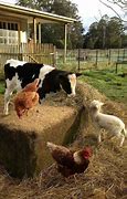 Image result for Country Life Farm Animals