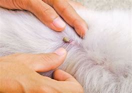 Image result for Embedded Tick On Dog