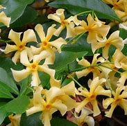 Trachelospermum jasminoides Star of Toscane に対する画像結果