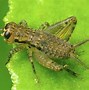Image result for Large Roof Crickets