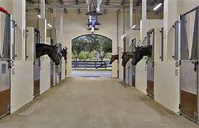 Image result for Dubai Horse Barn