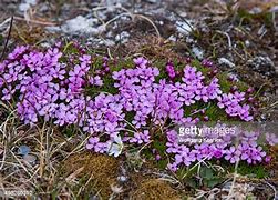 Image result for Serbian Tundra