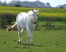 Image result for Most Beautiful White Horse