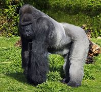 Image result for Male Gorilla