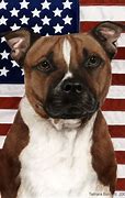 Image result for Patriotic Pitbull