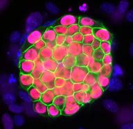 Image result for Regeneration of Cell Wall Icon