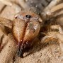 Image result for Largest Spider Ever Recorded