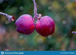 Image result for Red Apple Aesthetic