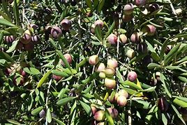 Image result for aceitunaro