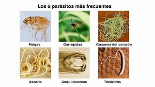 Image result for Parasitos En Los Perros