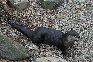 Image result for Aurora Otter
