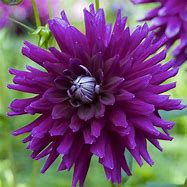 Image result for Dahlia Purple Gem