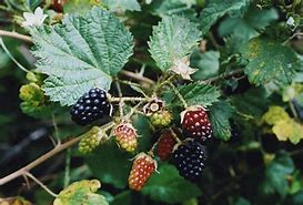 Image result for How to Identify Triple Crown Blackberries