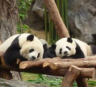 Image result for Ocean Park Panda Habitat