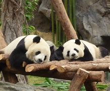 Image result for Ocean Park Panda