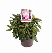 Image result for Rhododendron (Y) Kalinka