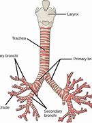 Image result for Difference Between Bronchi and Bronchioles