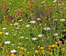 Image result for Basic Wildflowers