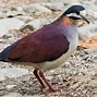 Image result for Geotrygon Columbidae