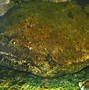 Image result for World Biggest Water Animals
