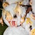 Image result for Albino Bat Pet