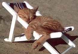 Image result for Beach Cat Funny