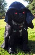 Image result for Funny Pug Halloween Costumes