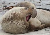 Image result for Elephant Seal Malice Meme