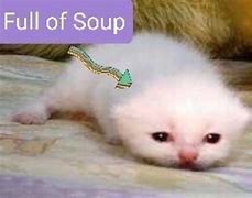 Image result for Soup Cat Meme