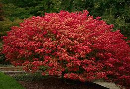 Image result for Shrubs for Shady Areas