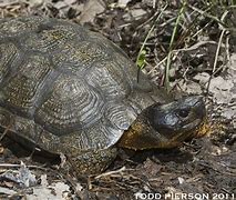 Image result for Glyptemys Emydidae