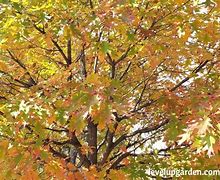 Image result for Red Oak Tree