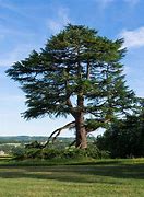 Image result for Ancient Cedar Tree
