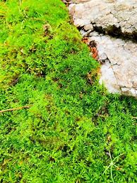 Image result for Growing Sheet Moss