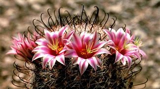 Image result for Cactus in the Wild