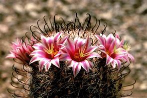 Image result for Flowering Cactus Plants