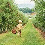 Image result for Apple Orchards New York