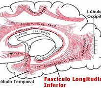 Image result for fasc�culo