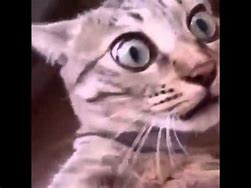 Image result for Grey LSD Cat