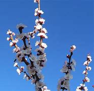 Image result for Prunus Armeniaca