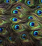 Image result for Wallpaper Free Feather