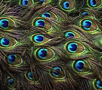 Image result for Peacock Pattern Wallpaper