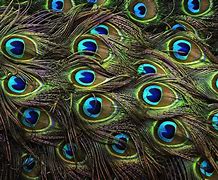 Image result for Colorful Peacock Feather Wallpaper