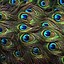 Image result for Feather iPhone Wallpaper