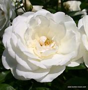 Image result for Rosa Schneewittchen Climber (r)