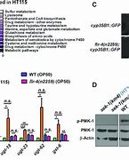 Image result for Aptiv FLR-4