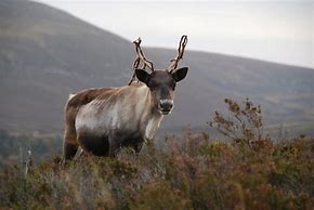 Image result for Female Reindeer Antlers
