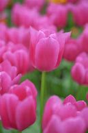 Image result for Tulipa Flower Power