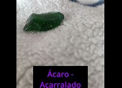 Image result for acarralado