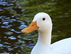 Image result for White Duck